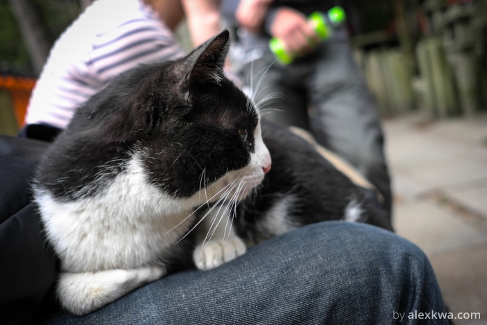 Met a friendly cat who made himself comfortable on my lap on my way down.