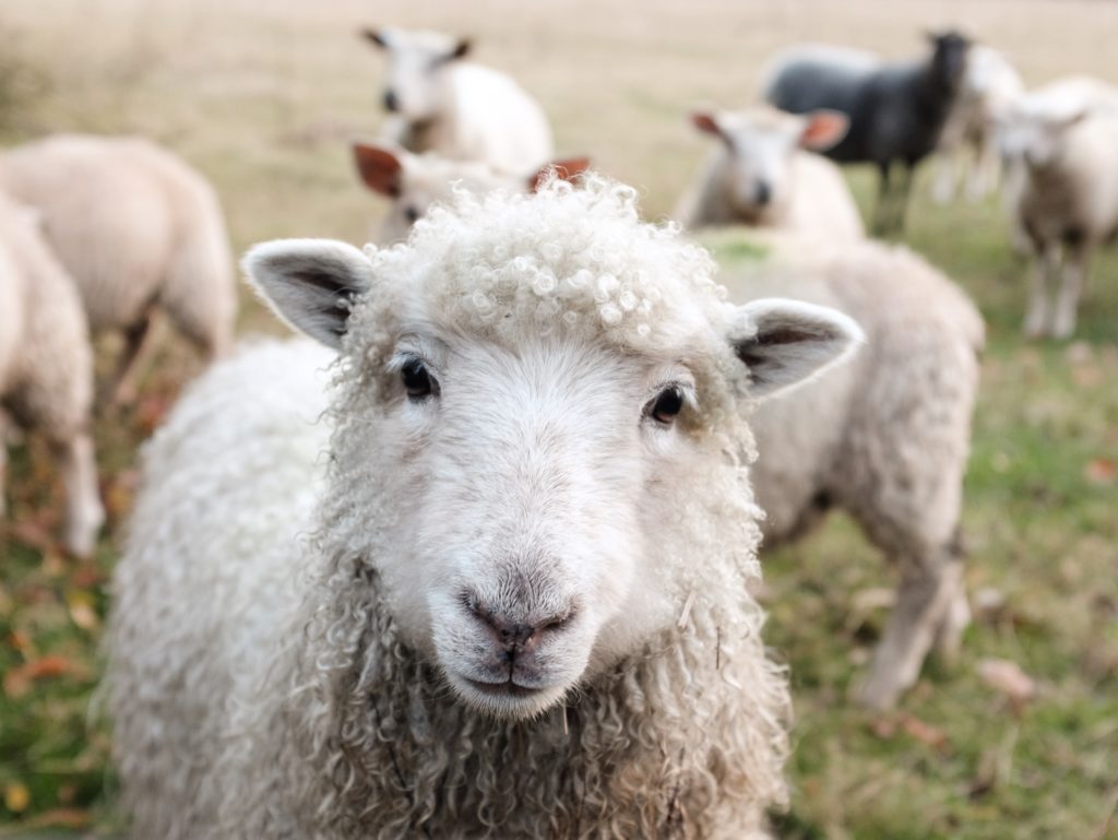 I think I am afforded one cute sheep photo in this article about merino wool.